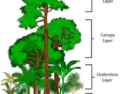 Homework help rainforests