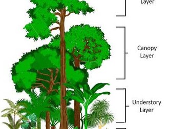 Rainforest layers homework sheet