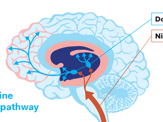 Addiction - Explanations for Nicotine addiction - neurochemistry - to go with full Addiction ppt