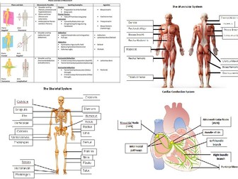 AQA A level PE Anatomy and Physiology Worksheets and Student/Teacher Diagrams/Handouts