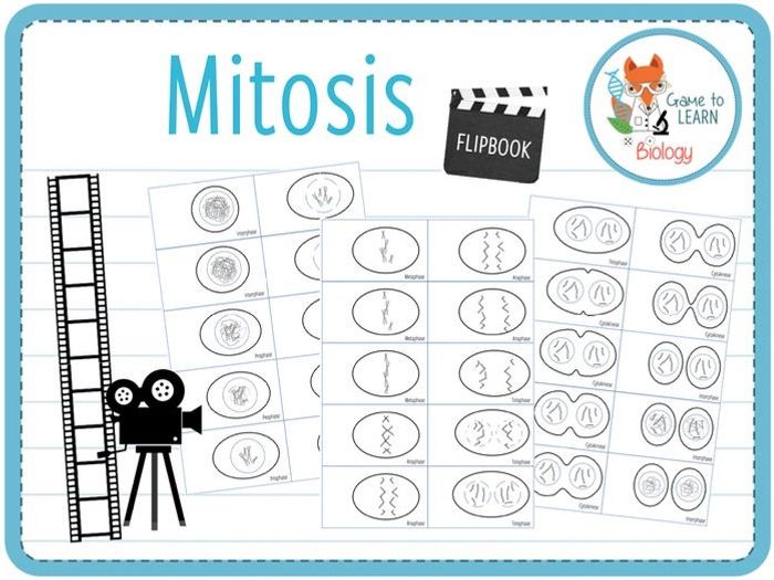 mitosis flip book diagram