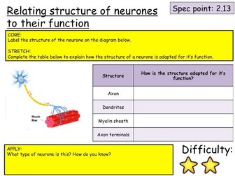 Edexcel (9-1) topic 2 (Cells and control) revision cards
