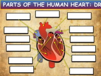 Parts Of The Human Heart: Drag & Drop Worksheet:Google Slides. Powerpoint