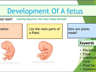 3.4 Development Of A Fetus