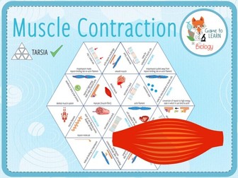 Muscle contraction - Tarsia (KS5)