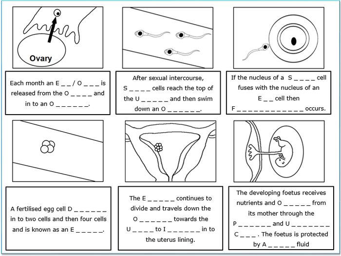 Reproduction - Becoming Pregnant For KS3 And KS4 Biology (Science) By ...