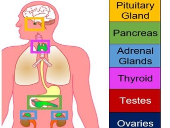 Homeostasis - Endocrine System Worksheet