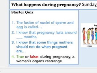 Year 7 What happens during pregnancy?