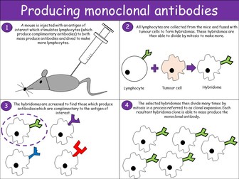 Monoclonal antibodies and their uses.