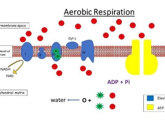 Aerobic & anaerobic respiration explained
