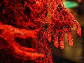 AQA Mass Transport - BUNDLE