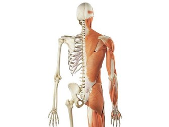 IGCSE PE Skeletal & Muscular System Powerpoint
