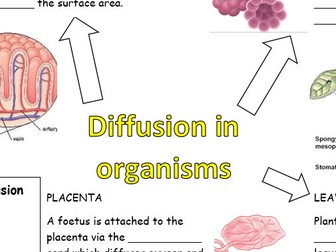 Diffusion in Organisms worksheet