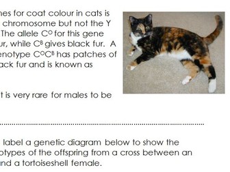 Codominance and sex linkage activity - AQA A Level Biology