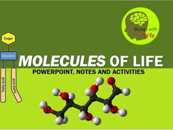 Molecules of Life Presentation