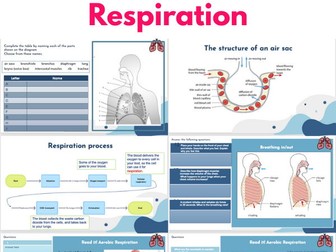 Year 7 Respiration