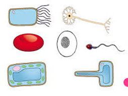 Specialised Cells