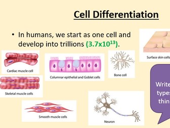 B2 1.2 Cell Differentiation
