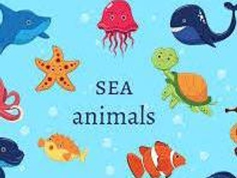 Ocean Animals