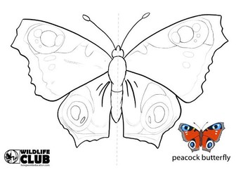 Butterflies and moths symmetry task