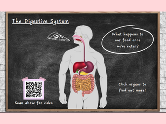 Digestive System KS2