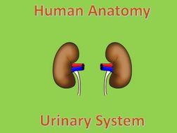 Human Anatomy Quiz: Urinary System