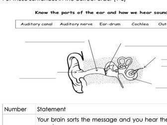 Parts of the Ear Year 4