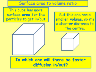 AQA Biology Unit 1 - L8 Diffusion and Surface Area to Volume Ratio