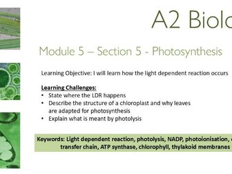 OCR A level Biology - Photosynthesis