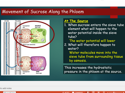 OCR A level Biology (H020) Module 3 - Plant transport - Translocation of sugars in plants