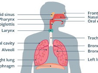Unit 1- Respiratory System