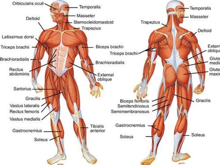 HUMAN MUSCULAR SYSTEM SCIENCE EDUCATION HUMAN ANATOMY MUSCLE BICEPS