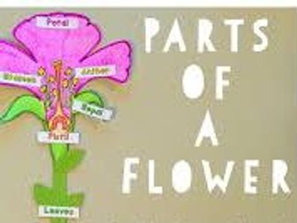 Parts of a flower