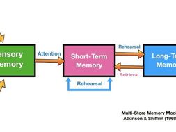 Encoding, Duration & Capacity and the Multi-Store Memory Model ...
