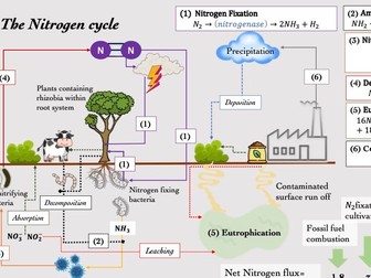 Nitrogen cycle inforgraphic