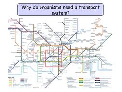 Mass Transport - Haemoglobin, oxygen transport, circulatory systems, structure of the heart, cardiac cycle