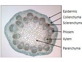 Plant Stems & Tissue Fibres - Xylem & Sclerenchyma - EDEXCEL IAL Biology  4.4 & 4.5