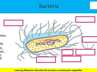 BTEC Applied Science Unit 1- Prokaryotic Cells