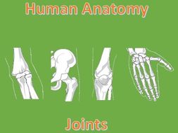 Human Anatomy Quiz: Joints