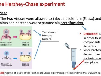 IB Biology HL Unit 7.1: DNA Structure and Replication