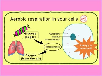Aerobic Respiration - KS3 Lower Ability