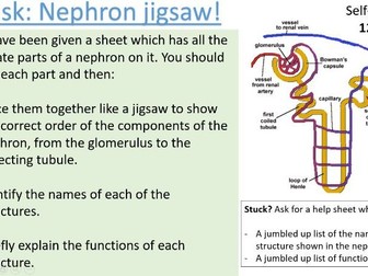 The nephron and osmoregulation