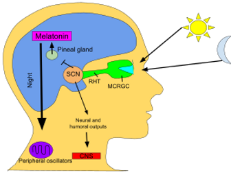 AQA psychology - Biological rhythms