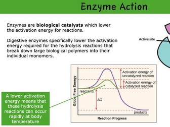 AQA A Level Biology Enzyme Action (Biological Molecules)