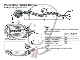 Pacinian Corpuscle A2 Review