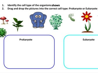 Cell type drag and drop activity: Procaryotic or Eukaryotic cells?