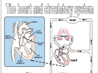 Heart and circulation worksheet