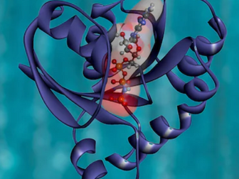 A level Biology OCR Biological molecules - The structure of proteins