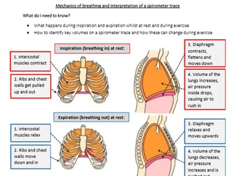 GCSE PE - Paper 1 - Student worksheet pack | Teaching Resources