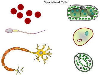 SPECIALIZED CELLS AND LEVELS OF ORGANIZATION